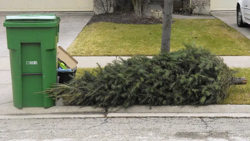 Christmas tree yard waste disposal pick-up