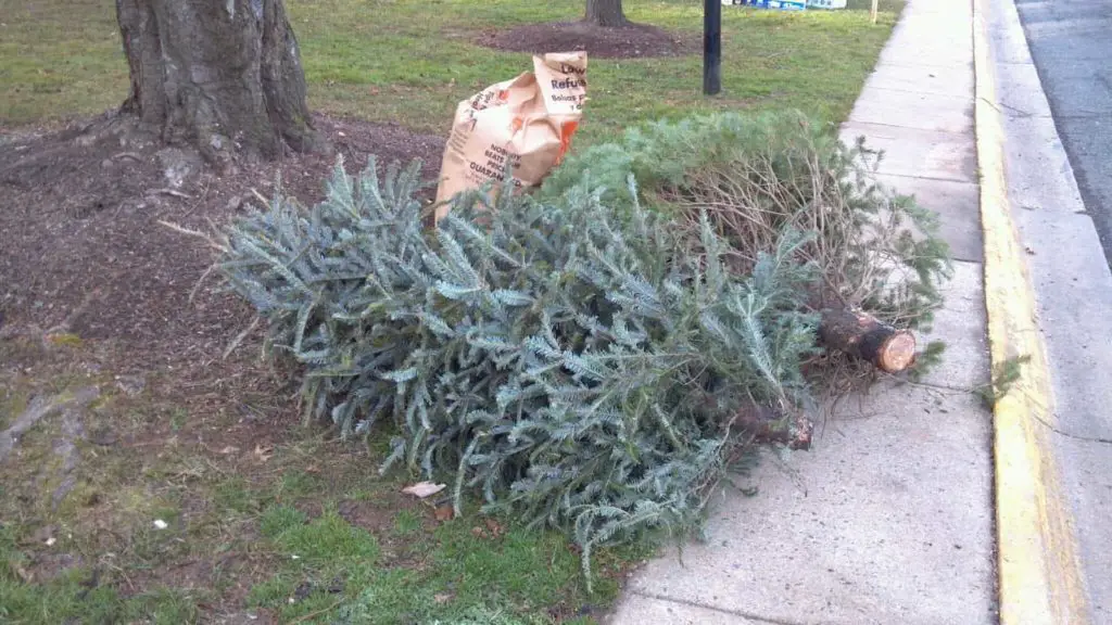 Xmas tree disposal near me